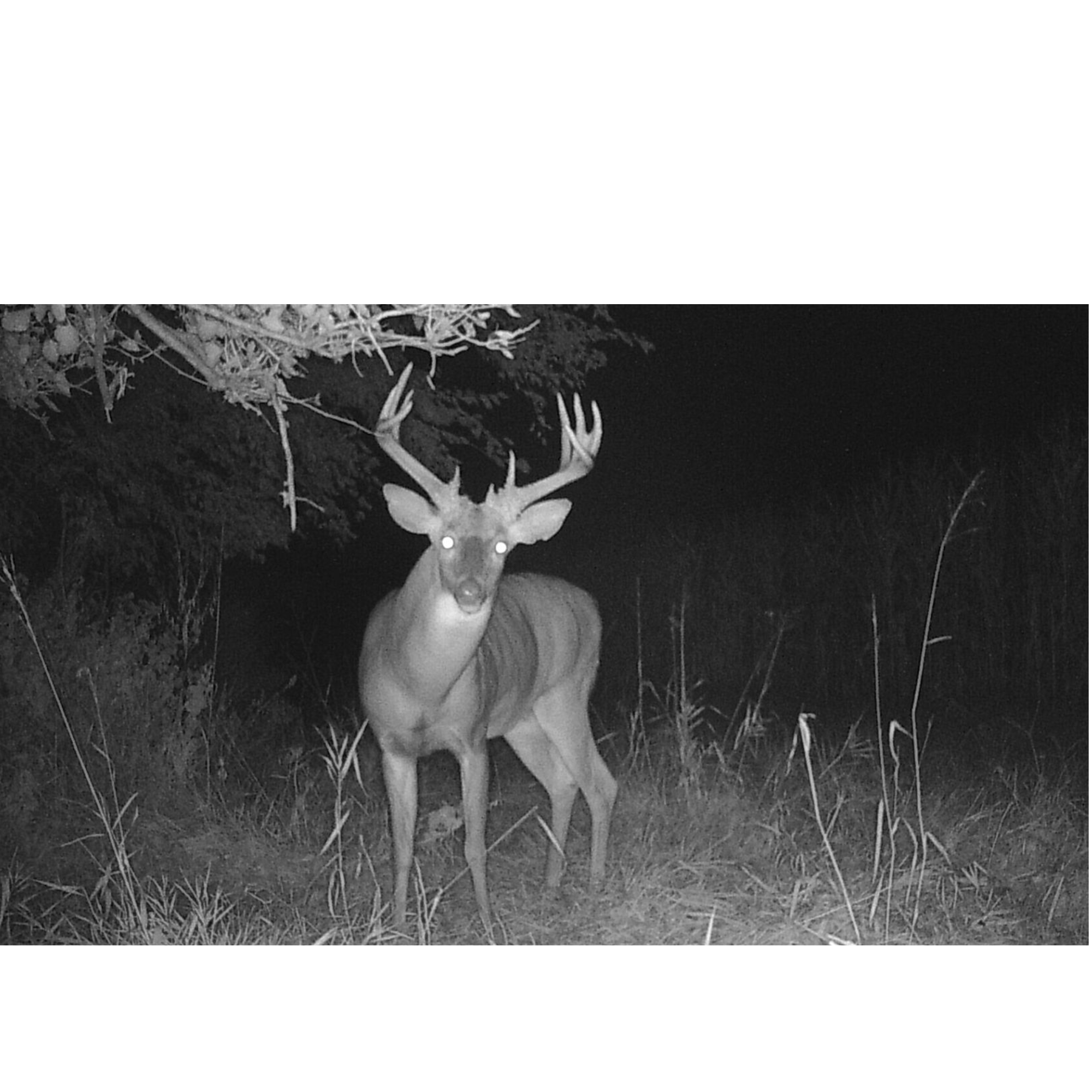 Trail Cameras