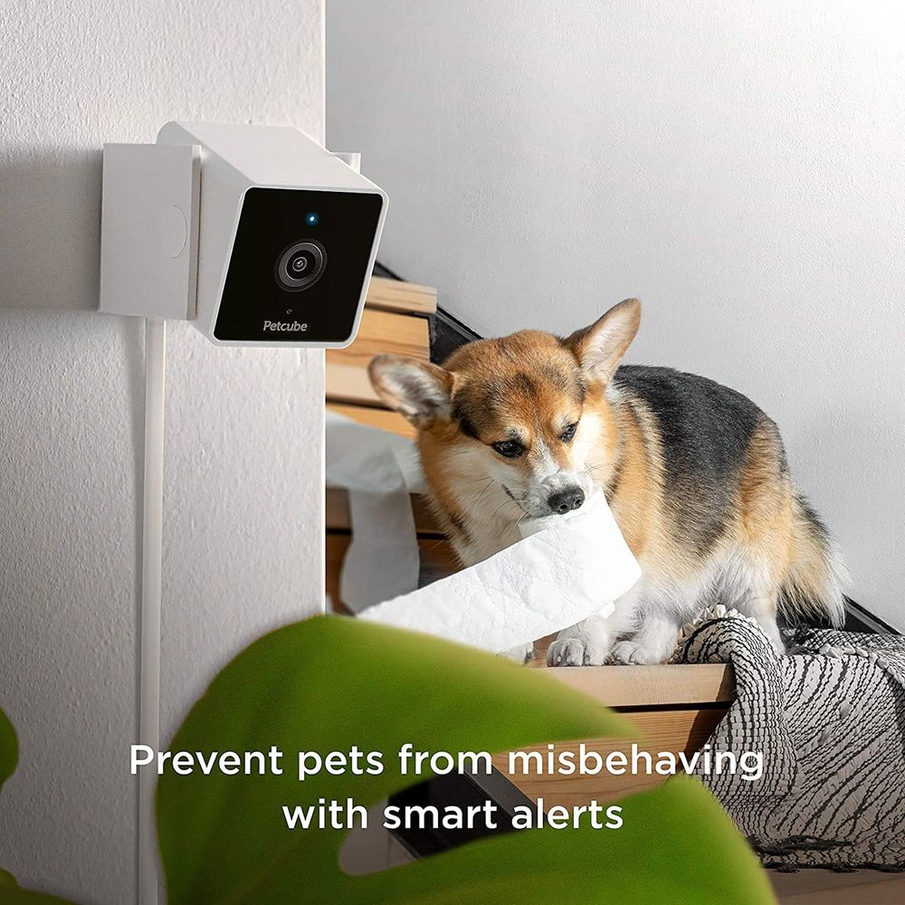 Flipside Petcube Cam - the smartest pet cam on the market, AI technology